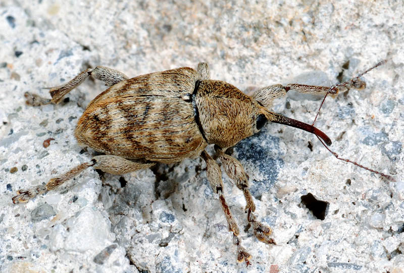 Curculio sp